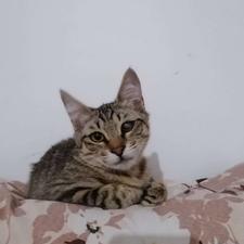 واگذاری گربه ماده 3 ماهه