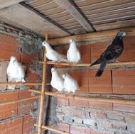 ماده های پریده و پشت پاک