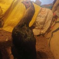 مرغ لاری اصیل