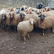 تعدادی بره نرو ماده