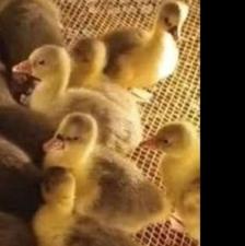 جوجه غاز دورگه و محلی