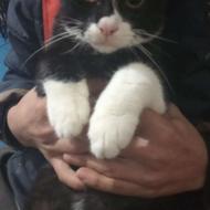 گربه نردست آموز شیطون وبازیگوش