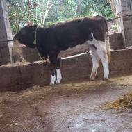 گوساله ماده برآن سوئیس داشتی