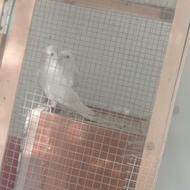 دوعددعروس البینوسفید