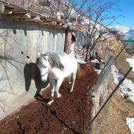 فروش اسب نریان