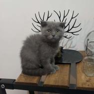 گربه اسکاتیش توله 70 روزه