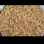 تخم جو هاشمی درجه یک