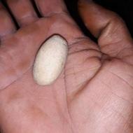 خرمهره اصل افغانستان