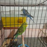 یک جفت مرغ عشق