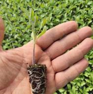 نهال گوجه فرنگی