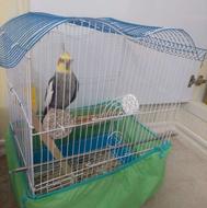 طوطی هلندی نژاد دار باقفس