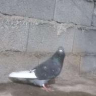 کبوتر تمیز کلوم سبز