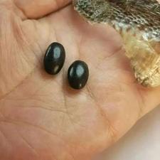 مهره مار اصل عینکی جفت کبری