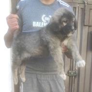 واگذاری سگ پژدر توله 55روزه