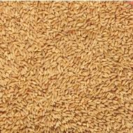 گندم،دیم و آبی