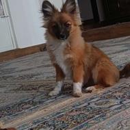 سگ پامر روباهی 8 ماهه واگذار