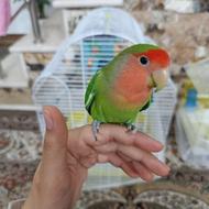 فروش طوطی برزیلی شیطون