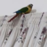 طوطی گرینچیک کاملا اهلی سخنگو