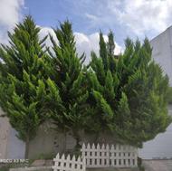 کاج لاوسون چهار عدد شیش ساله