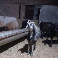 گوسفند زنده