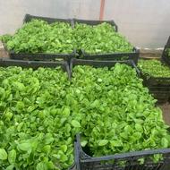 فروش سبزه نارنج عید