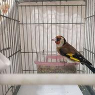 سهره معاوضه با گلبسر دهن دار