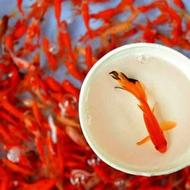 ماهی قرمز کوی گلدفیش