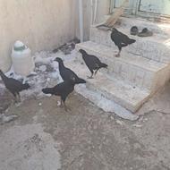 لاری سیاه اصیل نژاد دار