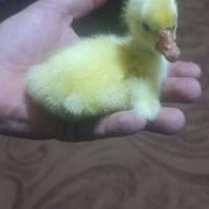 تخم قوغاز لیندا اصیل