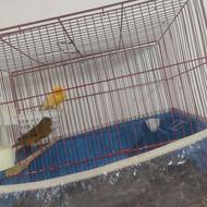 قناری نرو ماده