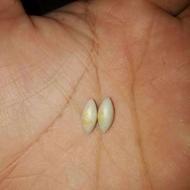 مهره مار اصل برنجی ریز