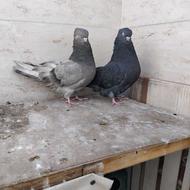 کفترنوک جمع