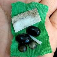 مهره مار اصل جفت نر و ماده