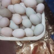 تخم اردک هم نطفه دار هم خوراکی