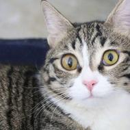 واگذاری گربه