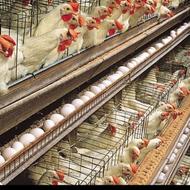تجهیزات مرغداری گوشتی وتخمگذار