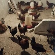 خروس محلی جوان