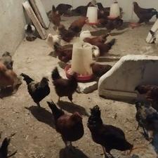 خروس محلی جوان