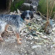 واگذاری سگ شکاری