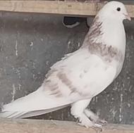 کبوتر هما زرد