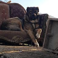 واگذاری سگ نگهبان