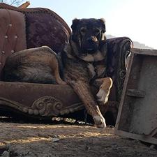 واگذاری سگ نگهبان