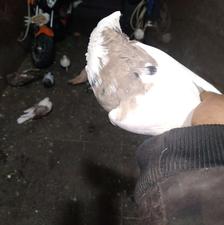 کفتر طوقی نرمست