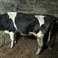 گاوفروشی مناسب برای نگهداری وکشتارخیلی غالی یییییییییییببببب