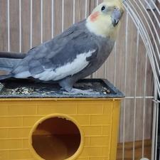 عروس هلندی .