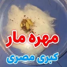 مهره مار اصل سفید گارانتی دار