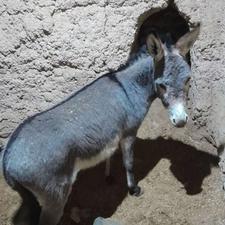 کره الاغ نر اخته شده مناسب گله