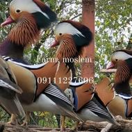 اردک ماندارین