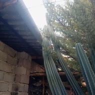 فروش کاکتوس