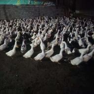 اردک شالیزار